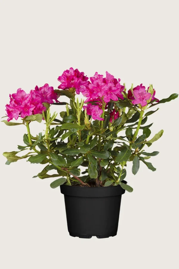 Rød Rhododendron 100cm Vel forgrenet | Plantinavia