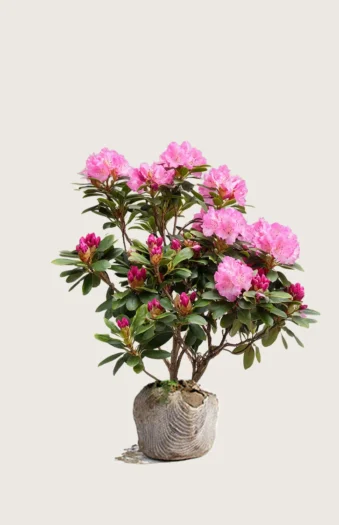 Rød Rhododendron 120cm Vel forgrenet | Plantinavia
