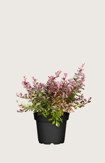 Rød berberis 15cm Forgrenet | Plantinavia