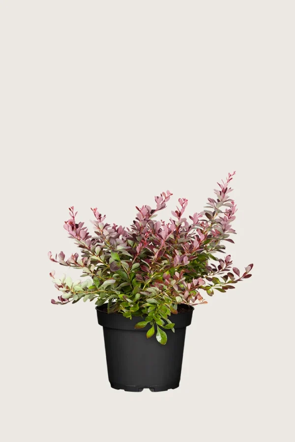 Rød berberis 15cm Forgrenet | Plantinavia