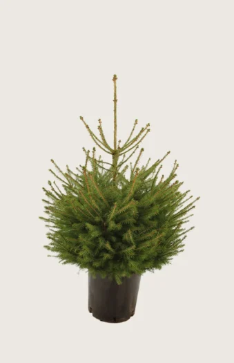 Rødgran 80cm Vel forgrenet | Plantinavia