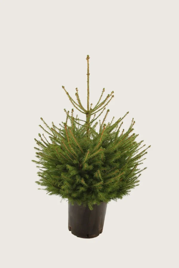 Rødgran 80cm Vel forgrenet | Plantinavia