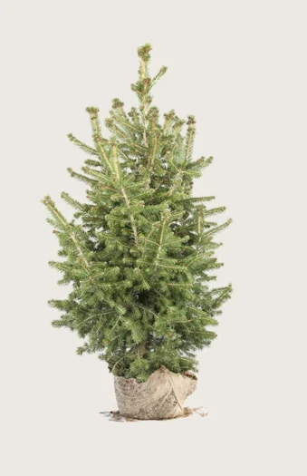 Rødgran 350cm Vel forgrenet | Plantinavia
