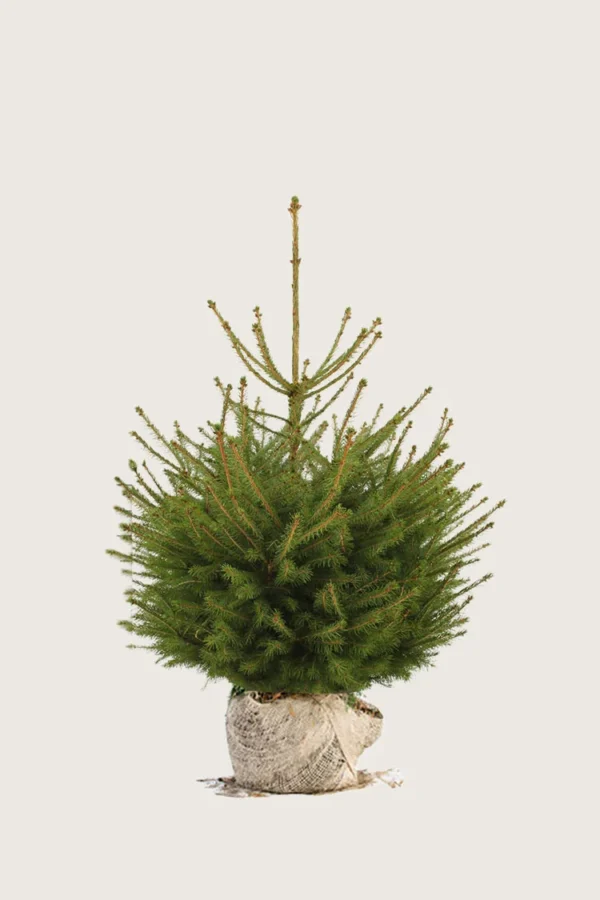 Rødgran 60cm Vel forgrenet | Plantinavia