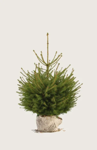 Rødgran 80cm Vel forgrenet | Plantinavia