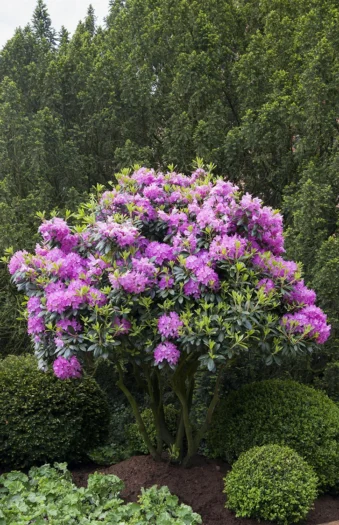 Rosa Rhododendron 200cm Vel forgrenet | Plantinavia