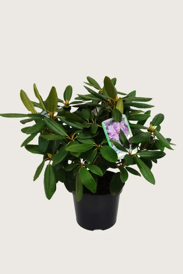 Rosa Rhododendron 60cm Forgrenet | Plantinavia