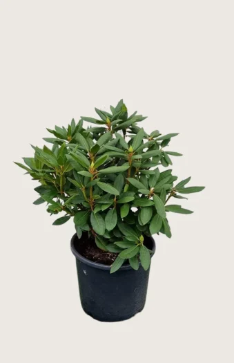 Rosa Rhododendron 80cm Vel forgrenet | Plantinavia