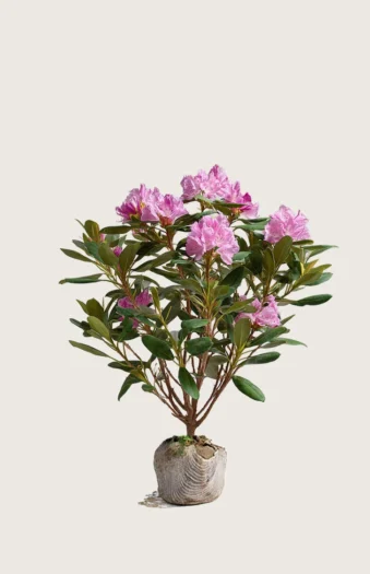 Rosa Rhododendron 120cm Vel forgrenet | Plantinavia