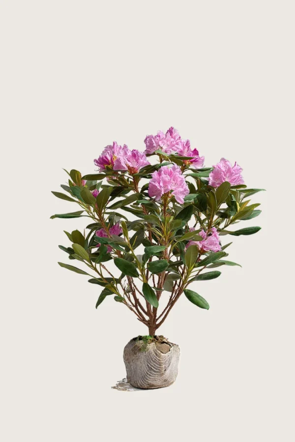 Rosa Rhododendron 60cm Vel forgrenet | Plantinavia