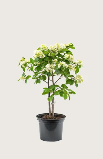 Seljerøn 40cm Vel forgrenet | Plantinavia