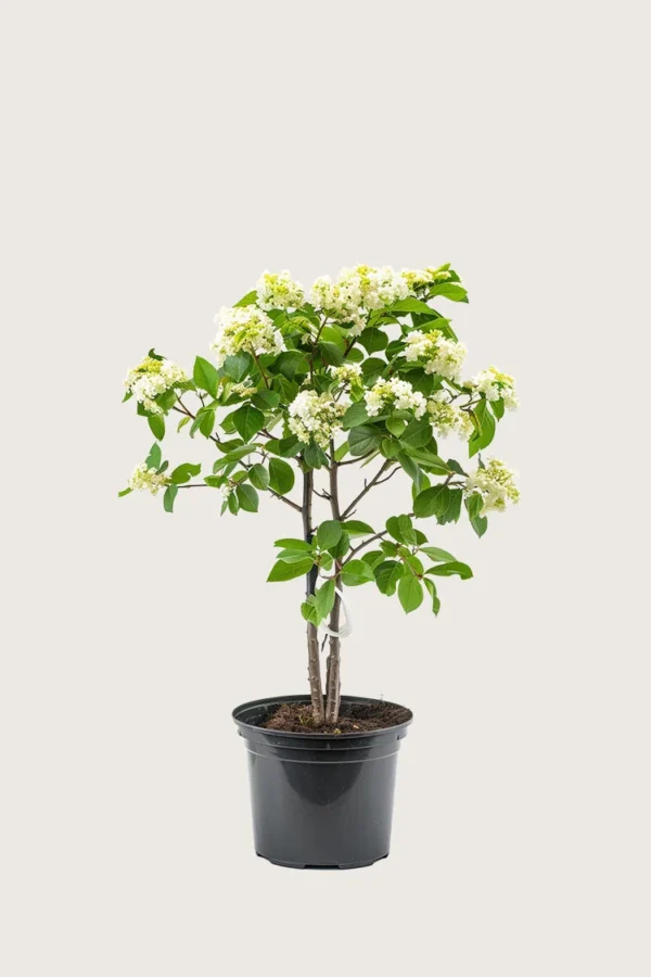 Seljerøn 40cm Vel forgrenet | Plantinavia