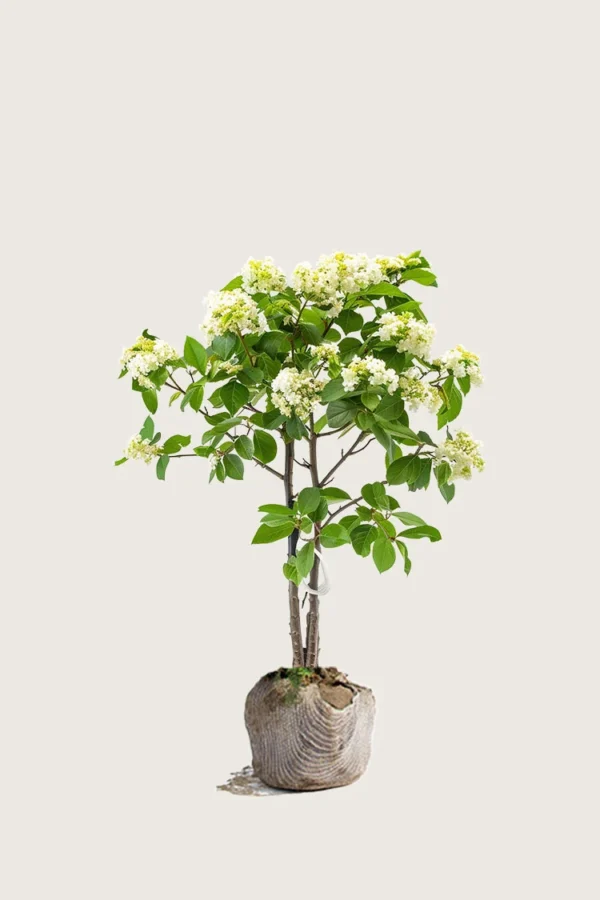 Seljerøn 80cm Vel forgrenet | Plantinavia