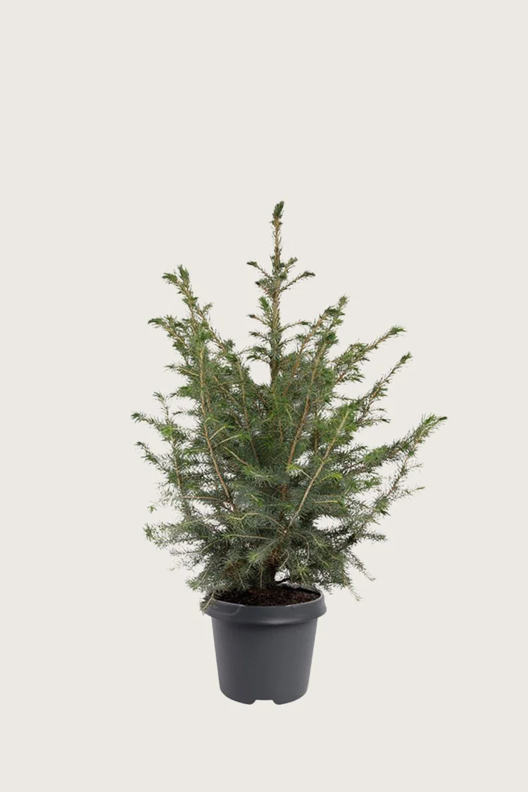 Serbisk Søjlegran 100cm Vel forgrenet | Plantinavia