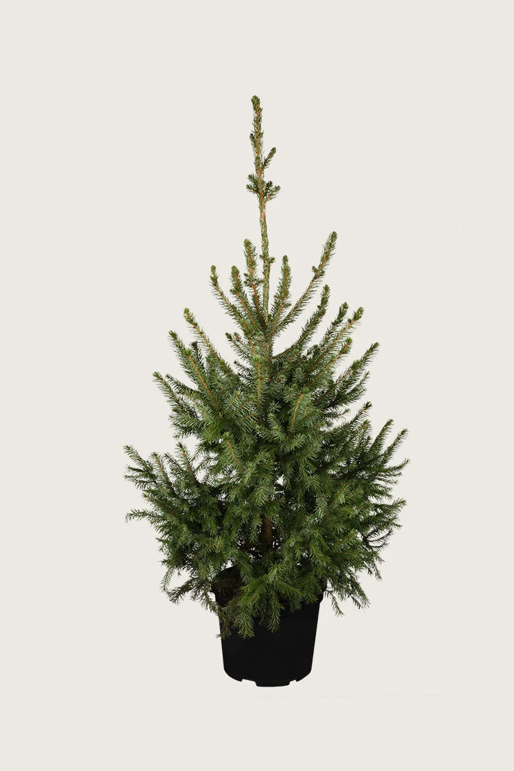 Serbisk Søjlegran 200cm Vel forgrenet | Plantinavia