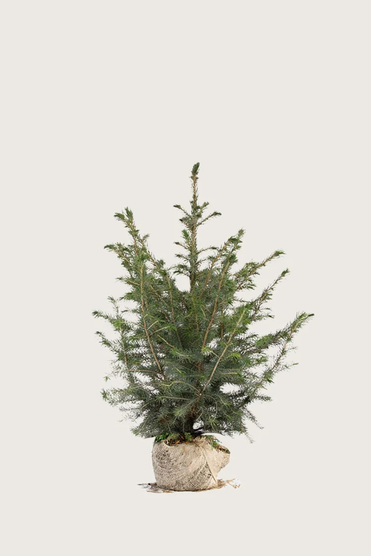 Serbisk Søjlegran 60cm Vel forgrenet | Plantinavia