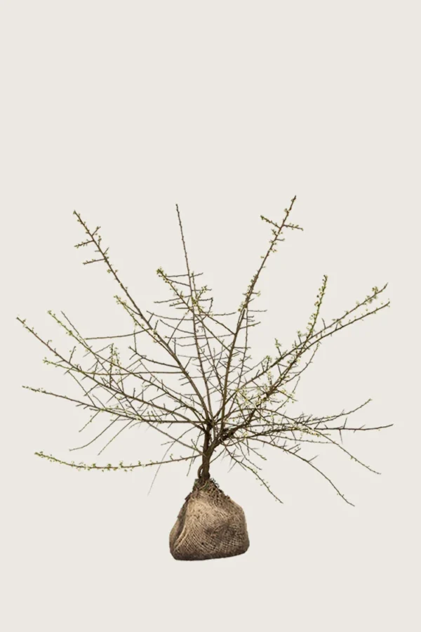 Slåen 175cm Vel forgrenet | Plantinavia