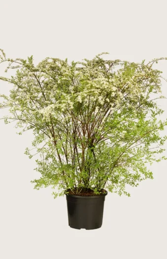 Snedrivebusk 100cm Vel forgrenet | Plantinavia