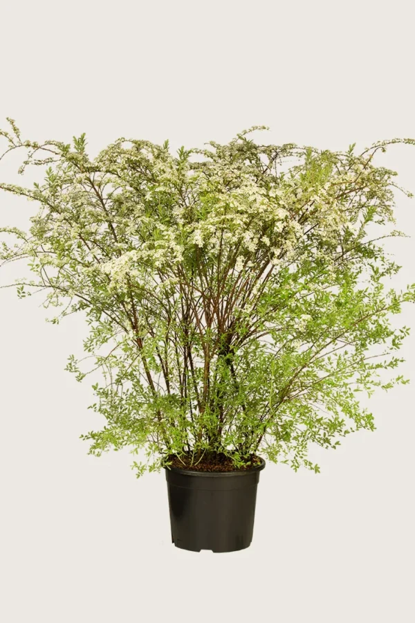 Snedrivebusk 125cm Vel forgrenet | Plantinavia