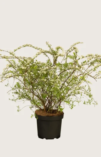 Snedrivebusk 60cm Vel forgrenet | Plantinavia