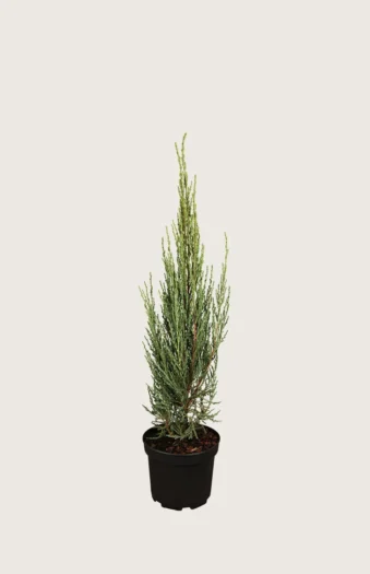 Søjleene Blue Arrow 100cm Vel forgrenet | Plantinavia