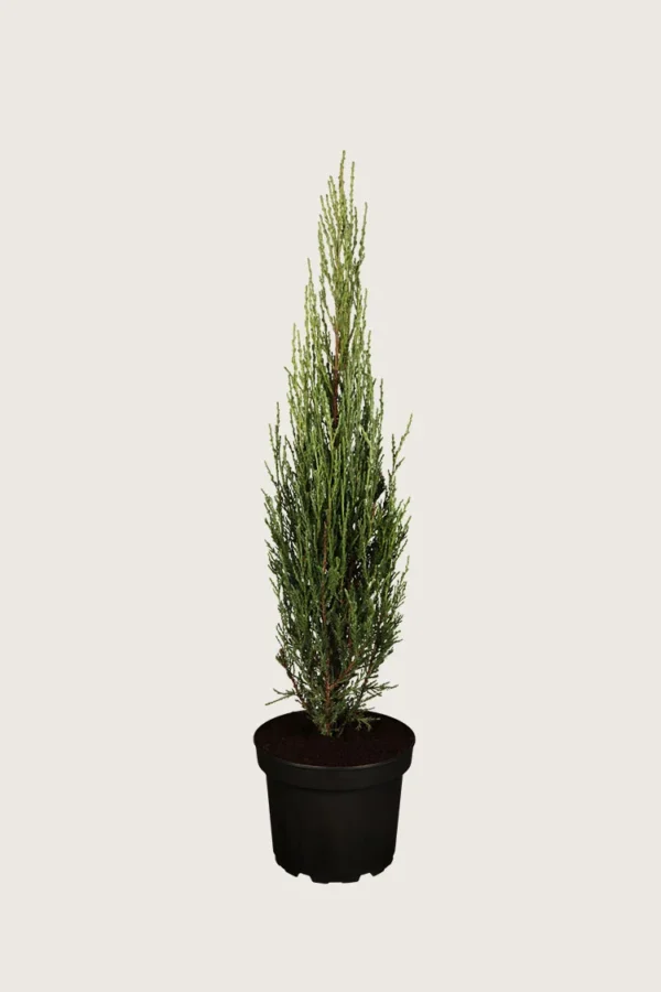 Søjleene Blue Arrow 150cm Vel forgrenet | Plantinavia