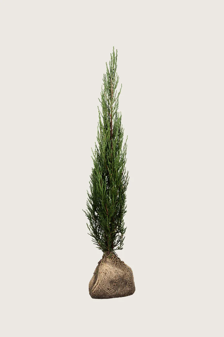 Søjleene Blue Arrow 150cm Vel forgrenet | Plantinavia