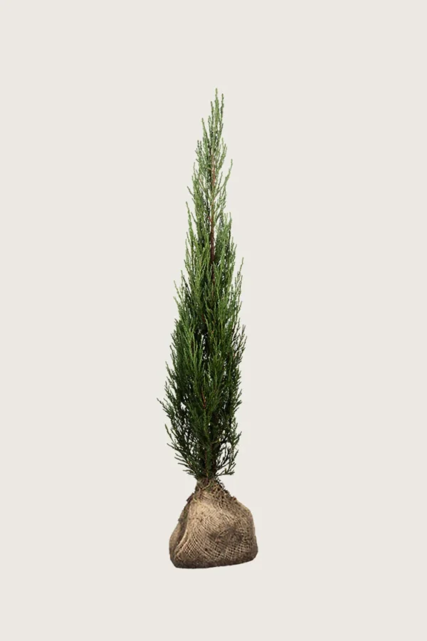 Søjleene Blue Arrow 200cm Vel forgrenet | Plantinavia