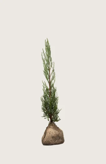 Søjleene Blue Arrow 60cm Vel forgrenet | Plantinavia