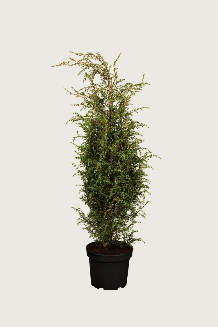 Søjleenebær Hibernica 150cm Vel forgrenet | Plantinavia