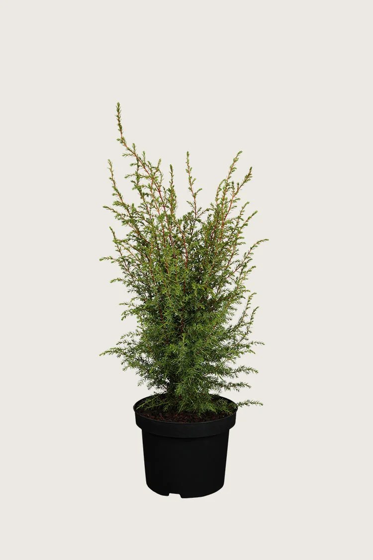 Søjleenebær Hibernica 40cm Vel forgrenet | Plantinavia