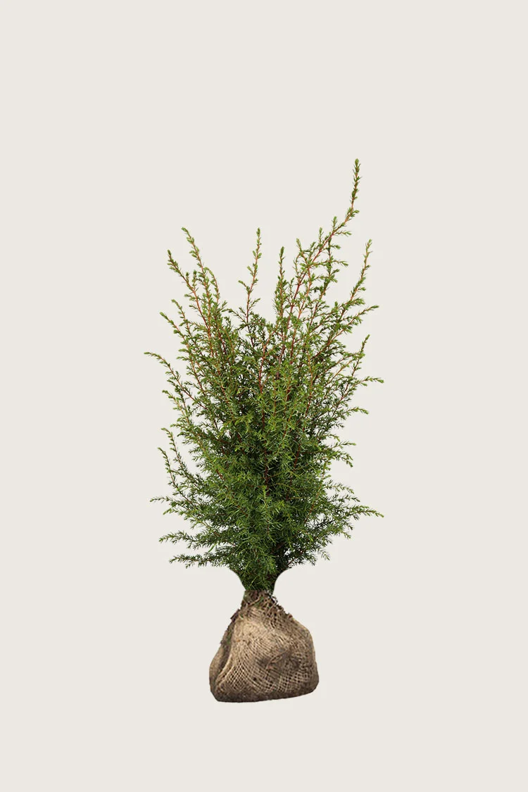 Søjleenebær Hibernica 100cm Vel forgrenet | Plantinavia