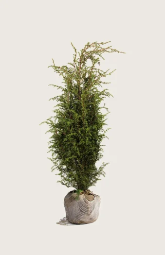 Søjleenebær Hibernica 175cm Vel forgrenet | Plantinavia