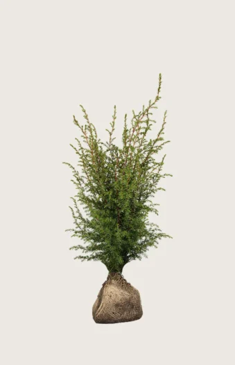 Søjleenebær Hibernica 80cm Vel forgrenet | Plantinavia