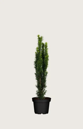 Søjletaks 100cm Forgrenet | Plantinavia