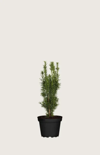 Søjletaks 20cm Forgrenet | Plantinavia