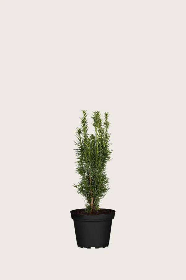 Søjletaks 30cm Forgrenet | Plantinavia
