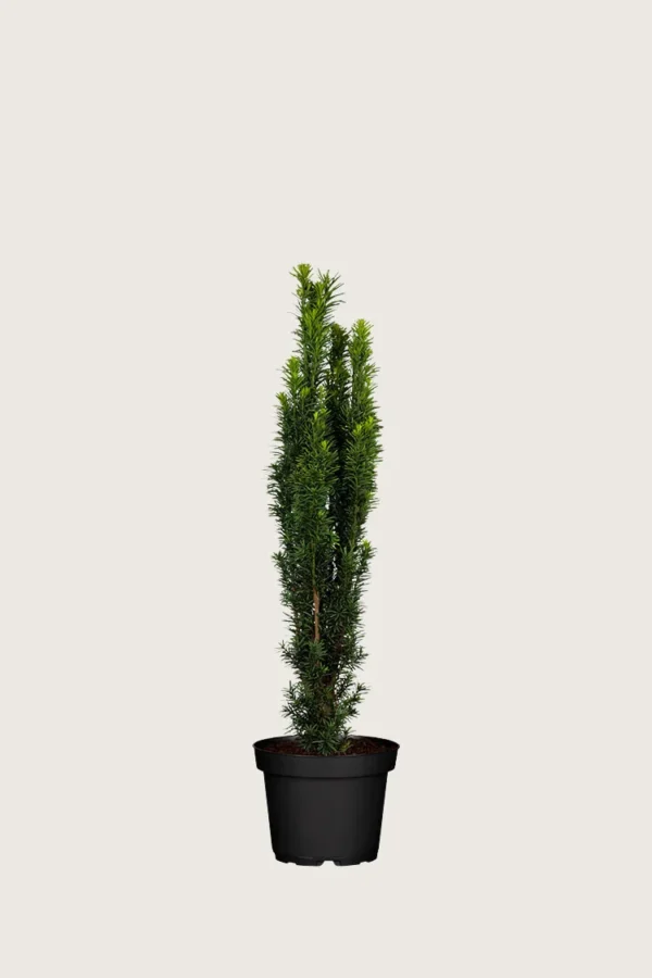 Søjletaks 40cm Forgrenet | Plantinavia