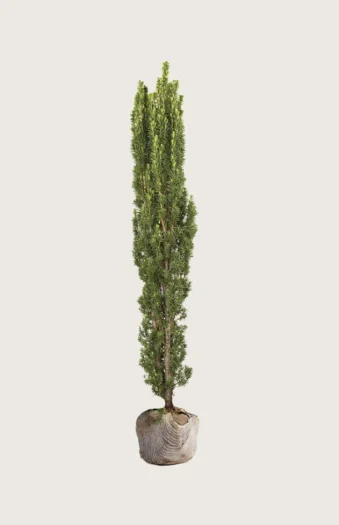 Søjletaks 150cm Vel forgrenet | Plantinavia