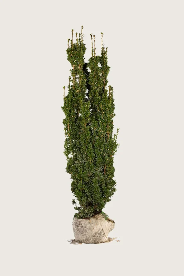 Søjletaks 250cm Vel forgrenet | Plantinavia