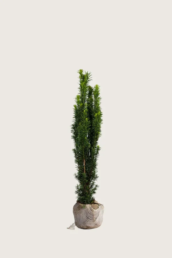 Søjletaks 40cm Vel forgrenet | Plantinavia