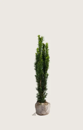 Søjletaks 80cm Vel forgrenet | Plantinavia