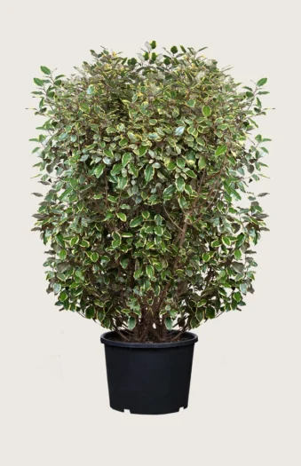 Sølvblad 200cm Vel forgrenet | Plantinavia