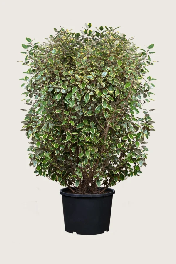 Sølvblad 200cm Vel forgrenet | Plantinavia