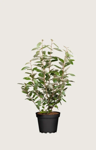 Sølvblad 40cm Vel forgrenet | Plantinavia