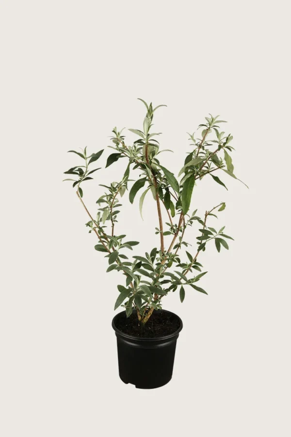 Sommerfuglebusk 30cm Forgrenet | Plantinavia