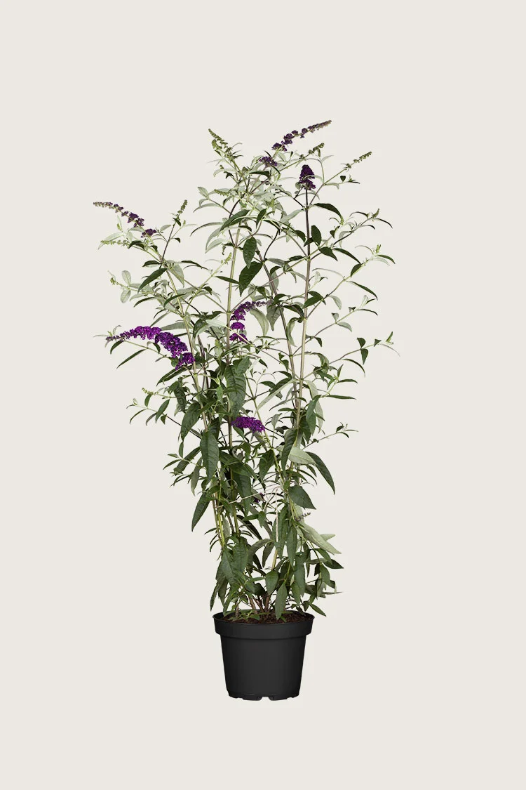 Sommerfuglebusk 125cm Vel forgrenet | Plantinavia