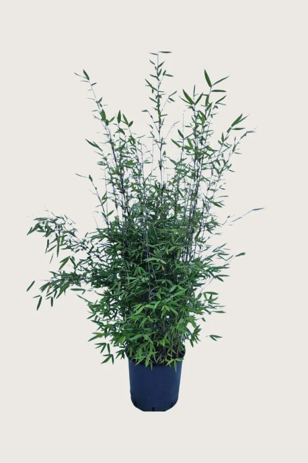 Sort Bambus Black Pearl 125cm Forgrenet | Plantinavia