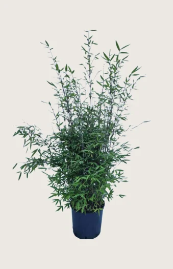 Sort Bambus Black Pearl 150cm Forgrenet | Plantinavia