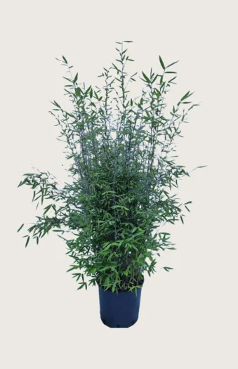 Sort Bambus Black Pearl 150cm Vel forgrenet | Plantinavia